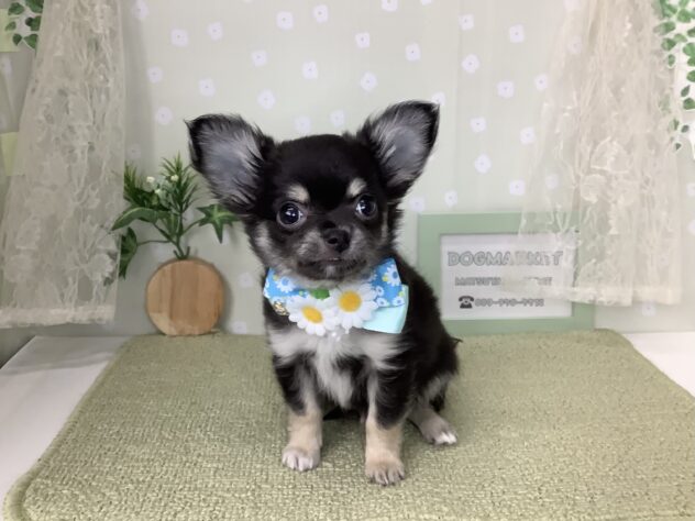 愛媛県のチワワ(ロング) (アミーゴ松山久米店/2026年2月7日生まれ/男の子/ブラックタンホワイト)の子犬の3枚目の画像