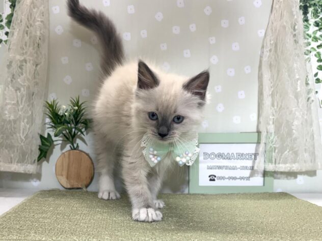 愛媛県のラグドール (アミーゴ松山久米店/2026年2月15日生まれ/女の子/ブルーポイントミテッド)の子猫の2枚目の画像