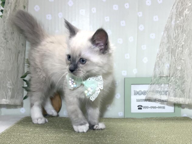 愛媛県のラグドール (アミーゴ松山久米店/2026年2月15日生まれ/女の子/ブルーポイントミテッド)の子猫の3枚目の画像