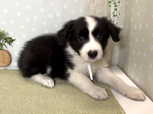 愛媛県のボーダーコリー (アミーゴ松山久米店/2026年2月16日生まれ/男の子/ブラックホワイト)の子犬の1枚目の画像