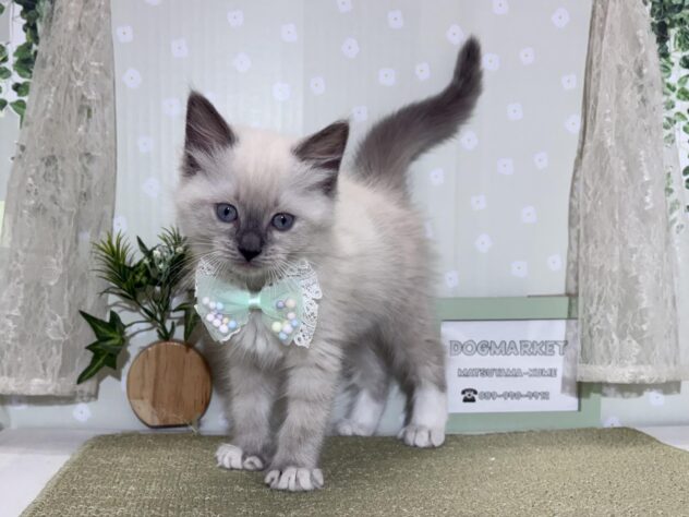 愛媛県のラグドール (アミーゴ松山久米店/2026年2月15日生まれ/女の子/ブルーポイントミテッド)の子猫の1枚目の画像