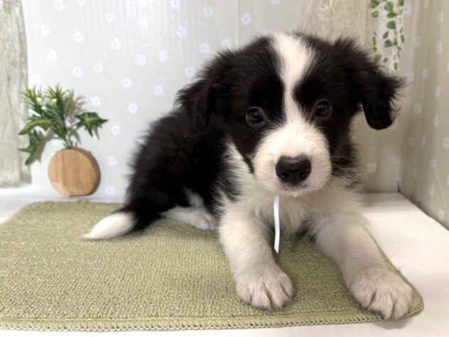 愛媛県のボーダーコリー (アミーゴ松山久米店/2026年2月16日生まれ/男の子/ブラックホワイト)の子犬の3枚目の画像