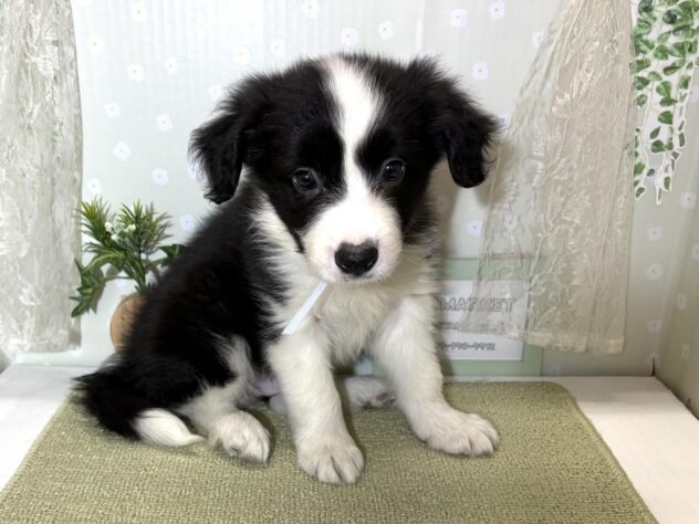 愛媛県のボーダーコリー (アミーゴ松山久米店/2026年2月16日生まれ/男の子/ブラックホワイト)の子犬の2枚目の画像