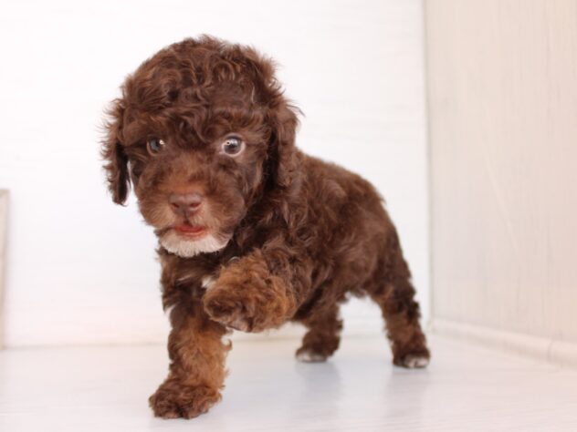 兵庫県のトイプードル(トイ) (ペット・プラザ アミーゴ神戸灘店/2026年2月6日生まれ/男の子/ブラウンホワイト)の子犬の3枚目の画像