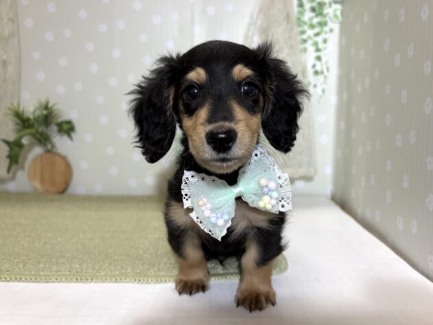 愛媛県のミニチュアダックスフンド(ロング) (アミーゴ松山久米店/2026年2月24日生まれ/男の子/ブラックタン)の子犬の2枚目の画像