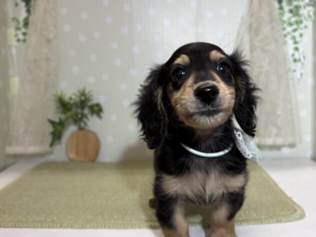 愛媛県のミニチュアダックスフンド(ロング) (アミーゴ松山久米店/2026年2月24日生まれ/男の子/ブラックタン)の子犬の3枚目の画像