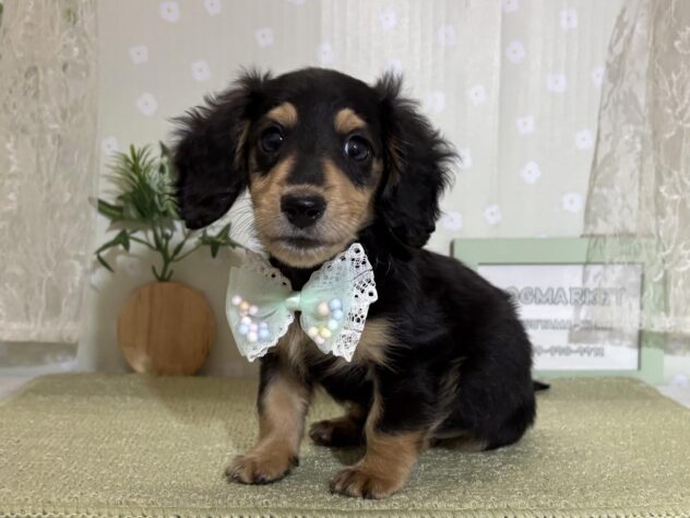 愛媛県のミニチュアダックスフンド(ロング) (アミーゴ松山久米店/2026年2月24日生まれ/男の子/ブラックタン)の子犬の4枚目の画像