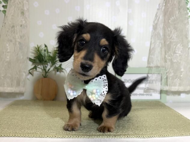 愛媛県のミニチュアダックスフンド(ロング) (アミーゴ松山久米店/2026年2月24日生まれ/男の子/ブラックタン)の子犬の1枚目の画像