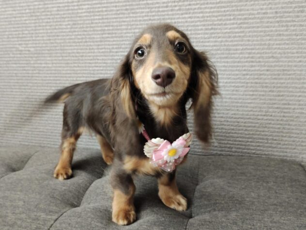 愛媛県のミニチュアダックスフンド(ロング) (アミーゴ松山久米店/2025年12月15日生まれ/女の子/チョコレートタン)の子犬の2枚目の画像