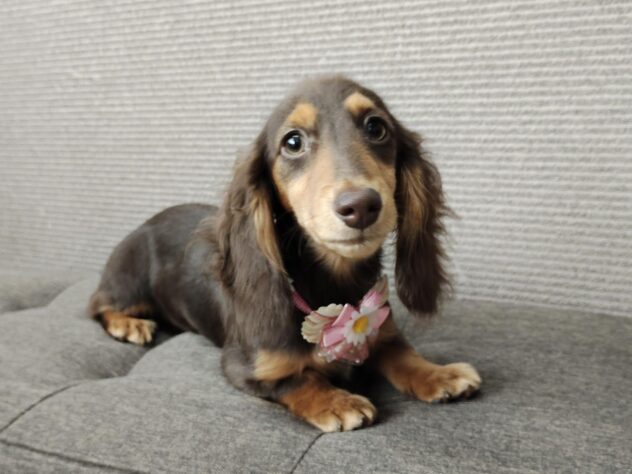 愛媛県のミニチュアダックスフンド(ロング) (アミーゴ松山久米店/2025年12月15日生まれ/女の子/チョコレートタン)の子犬の1枚目の画像