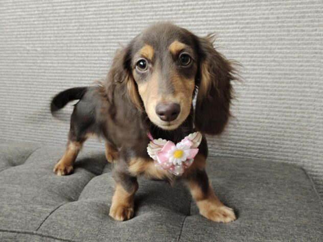 愛媛県のミニチュアダックスフンド(ロング) (アミーゴ松山久米店/2025年12月15日生まれ/女の子/チョコレートタン)の子犬の3枚目の画像