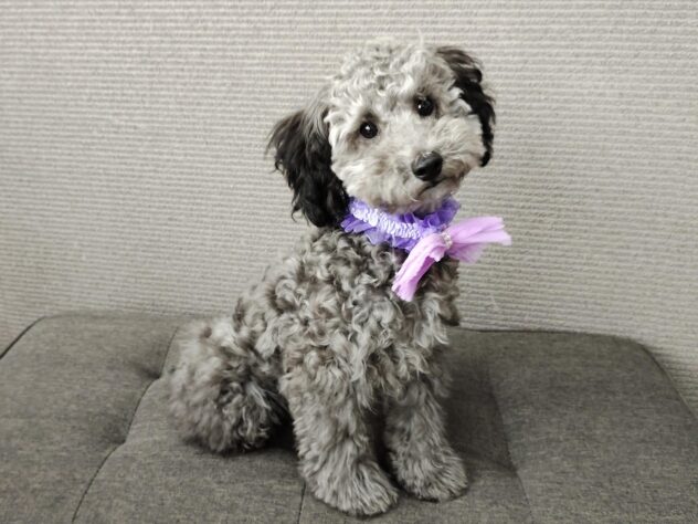 愛媛県のトイプードル(トイ) (アミーゴ松山久米店/2025年11月11日生まれ/女の子/シルバー)の子犬の1枚目の画像