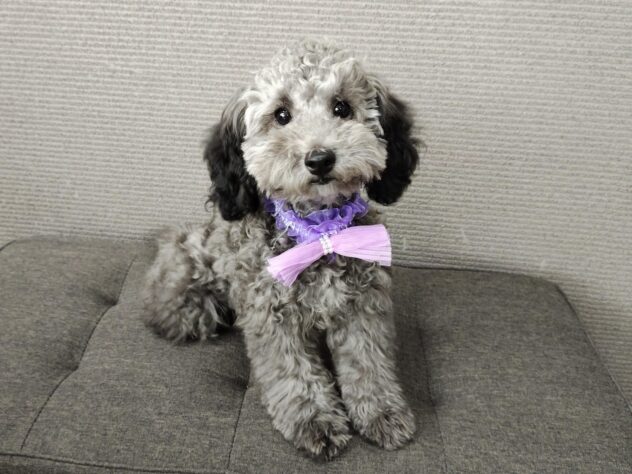 愛媛県のトイプードル(トイ) (アミーゴ松山久米店/2025年11月11日生まれ/女の子/シルバー)の子犬の2枚目の画像