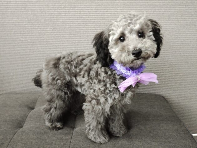 愛媛県のトイプードル(トイ) (アミーゴ松山久米店/2025年11月11日生まれ/女の子/シルバー)の子犬の3枚目の画像