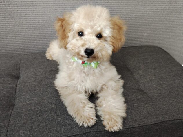 愛媛県のトイプードル(トイ) (アミーゴ松山久米店/2026年1月6日生まれ/男の子/ペールフォーン)の子犬の2枚目の画像