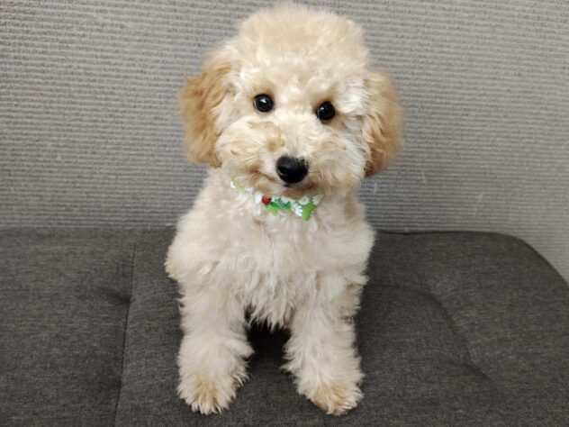 愛媛県のトイプードル(トイ) (アミーゴ松山久米店/2026年1月6日生まれ/男の子/ペールフォーン)の子犬の1枚目の画像