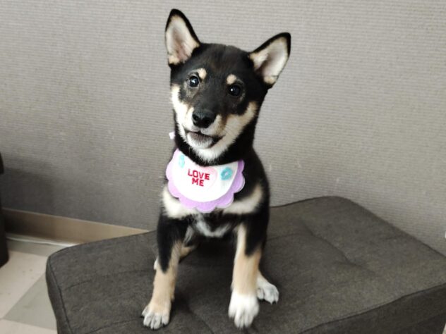 愛媛県の柴犬(標準サイズ) (アミーゴ松山久米店/2025年12月22日生まれ/男の子/黒)の子犬の2枚目の画像