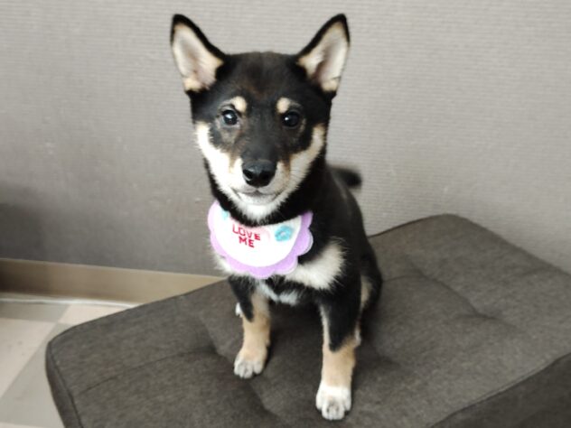 愛媛県の柴犬(標準サイズ) (アミーゴ松山久米店/2025年12月22日生まれ/男の子/黒)の子犬の1枚目の画像