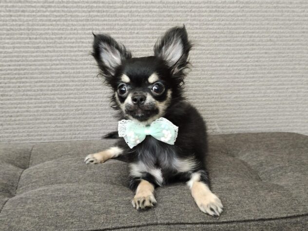 愛媛県のチワワ(ロング) (アミーゴ松山久米店/2025年12月22日生まれ/男の子/ブラックタン)の子犬の1枚目の画像