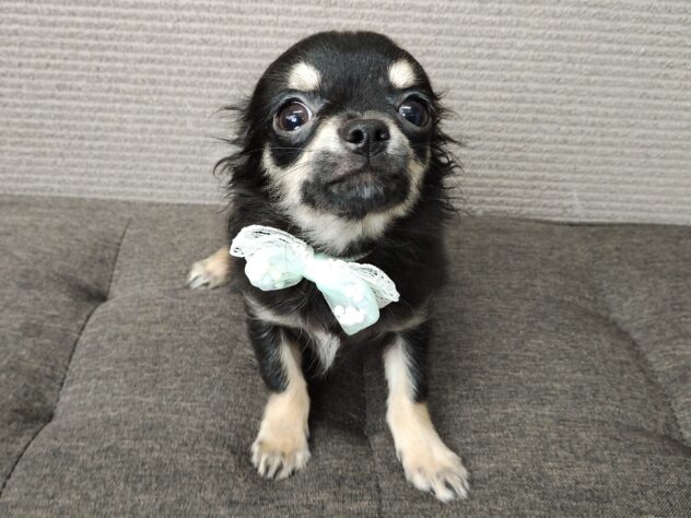 愛媛県のチワワ(ロング) (アミーゴ松山久米店/2025年12月22日生まれ/男の子/ブラックタン)の子犬の2枚目の画像