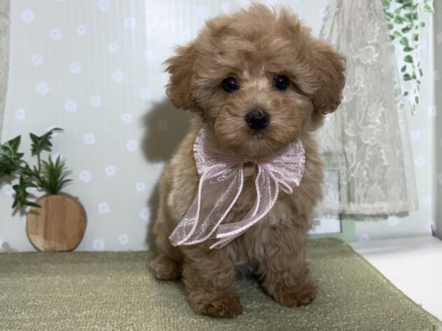 愛媛県のハーフ犬・ミックス犬 (アミーゴ松山久米店/2026年2月25日生まれ/女の子/アプリコット)の子犬の2枚目の画像