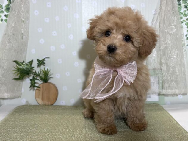 愛媛県のハーフ犬・ミックス犬 (アミーゴ松山久米店/2026年2月25日生まれ/女の子/アプリコット)の子犬の1枚目の画像