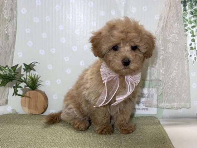 愛媛県のハーフ犬・ミックス犬 (アミーゴ松山久米店/2026年2月25日生まれ/女の子/アプリコット)の子犬の3枚目の画像