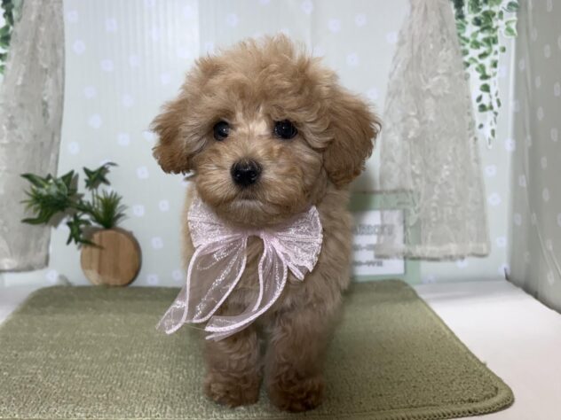 愛媛県のハーフ犬・ミックス犬 (アミーゴ松山久米店/2026年2月25日生まれ/女の子/アプリコット)の子犬の4枚目の画像