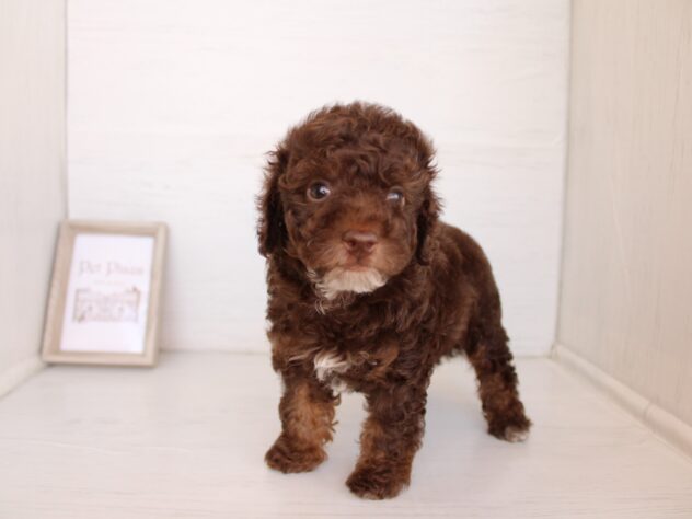 兵庫県のトイプードル(トイ) (ペット・プラザ アミーゴ神戸灘店/2026年2月6日生まれ/男の子/ブラウンホワイト)の子犬の2枚目の画像