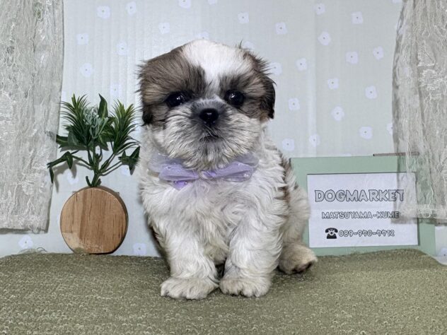 愛媛県のシーズー (アミーゴ松山久米店/2026年3月2日生まれ/男の子/ゴールドホワイト)の子犬の2枚目の画像