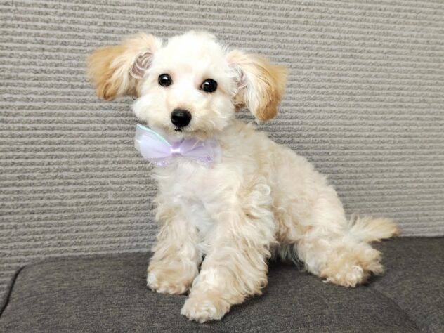 愛媛県のハーフ犬・ミックス犬 (アミーゴ松山久米店/2025年12月7日生まれ/女の子/アプリコット)の子犬
