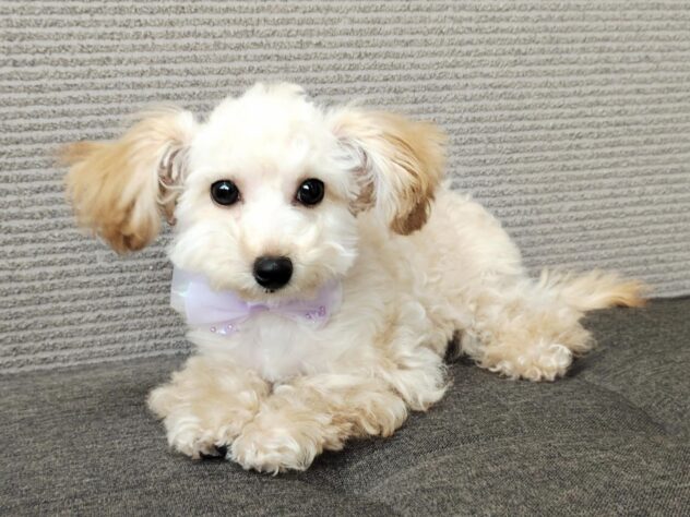 愛媛県のハーフ犬・ミックス犬 (アミーゴ松山久米店/2025年12月7日生まれ/女の子/アプリコット)の子犬の4枚目の画像