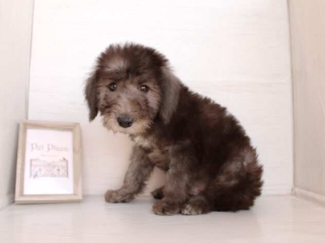 兵庫県のベドリントンテリア (ペット・プラザ アミーゴつかしん店/2026年2月5日生まれ/男の子/ブルー)の子犬の2枚目の画像