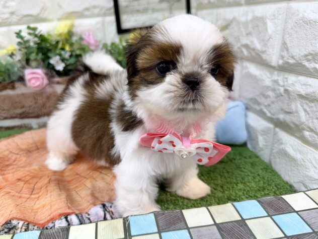 兵庫県のシーズー (ワンキャラット アミーゴ姫路花田店/2026年2月26日生まれ/女の子/ゴールドホワイト)の子犬の2枚目の画像