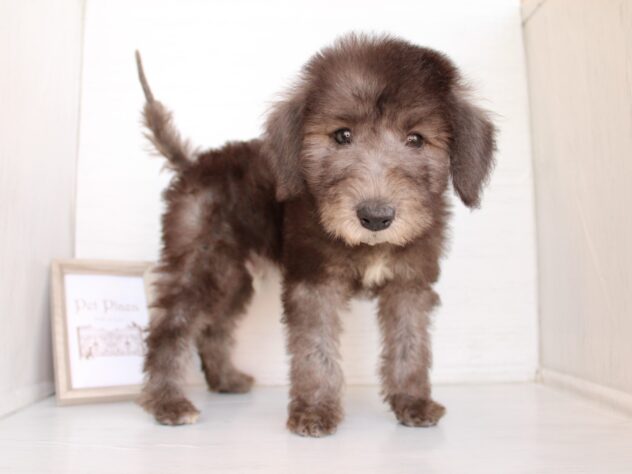 兵庫県のベドリントンテリア (ペット・プラザ アミーゴつかしん店/2026年2月5日生まれ/男の子/ブルー)の子犬の3枚目の画像