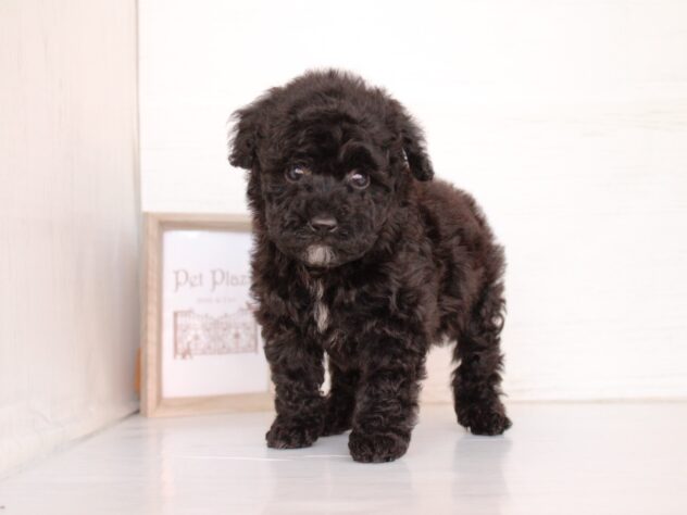 兵庫県のトイプードル(トイ) (ペット・プラザ アミーゴ神戸灘店/2026年2月7日生まれ/男の子/ブラック)の子犬の1枚目の画像