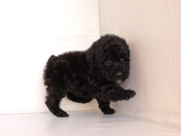 兵庫県のトイプードル(トイ) (ペット・プラザ アミーゴ神戸灘店/2026年2月7日生まれ/男の子/ブラック)の子犬の4枚目の画像