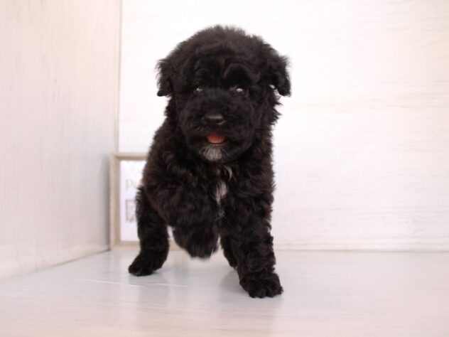 兵庫県のトイプードル(トイ) (ペット・プラザ アミーゴ神戸灘店/2026年2月7日生まれ/男の子/ブラック)の子犬の3枚目の画像