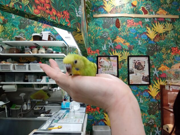 セキセイインコ | ペットワールド アミーゴ