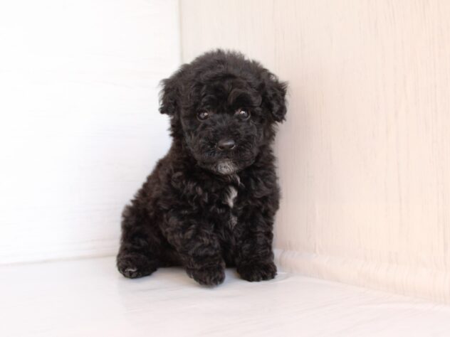 兵庫県のトイプードル(トイ) (ペット・プラザ アミーゴ神戸灘店/2026年2月7日生まれ/男の子/ブラック)の子犬の2枚目の画像