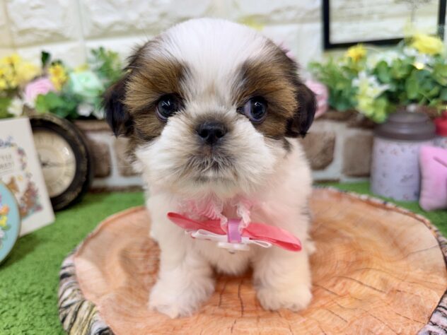 兵庫県のシーズー (ワンキャラット アミーゴ姫路花田店/2026年2月26日生まれ/女の子/ゴールドホワイト)の子犬の1枚目の画像