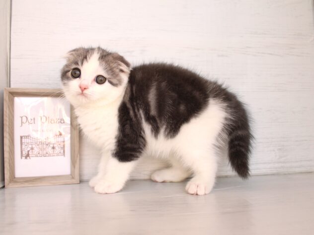兵庫県のスコティッシュフォールド (ペット・プラザ アミーゴ神戸灘店/2026年1月30日生まれ/男の子/ブルータビーホワイト)の子猫の4枚目の画像