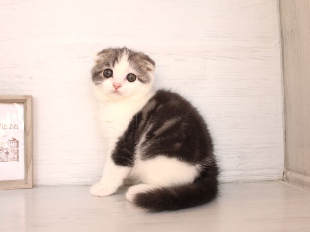 兵庫県のスコティッシュフォールド (ペット・プラザ アミーゴ神戸灘店/2026年1月30日生まれ/男の子/ブルータビーホワイト)の子猫の2枚目の画像