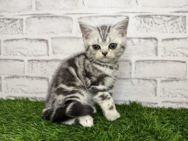 岡山県のアメリカンショートヘアー (アミーゴ妹尾店/2025年9月10日生まれ/女の子/シルバータビー)の子猫の1枚目の画像