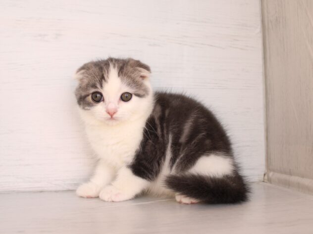 兵庫県のスコティッシュフォールド (ペット・プラザ アミーゴ神戸灘店/2026年1月30日生まれ/男の子/ブルータビーホワイト)の子猫の1枚目の画像