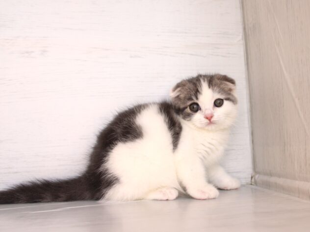 兵庫県のスコティッシュフォールド (ペット・プラザ アミーゴ神戸灘店/2026年1月30日生まれ/男の子/ブルータビーホワイト)の子猫の3枚目の画像