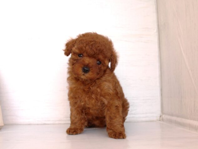 兵庫県のトイプードル(トイ) (ペット・プラザ アミーゴ神戸灘店/2026年2月7日生まれ/女の子/レッドフォーン)の子犬の1枚目の画像