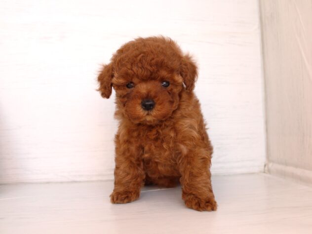 兵庫県のトイプードル(トイ) (ペット・プラザ アミーゴ神戸灘店/2026年2月7日生まれ/女の子/レッドフォーン)の子犬の2枚目の画像