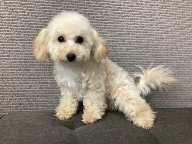 愛媛県のハーフ犬・ミックス犬 (アミーゴ松山久米店/2025年12月7日生まれ/女の子/アプリコット)の子犬の1枚目の画像