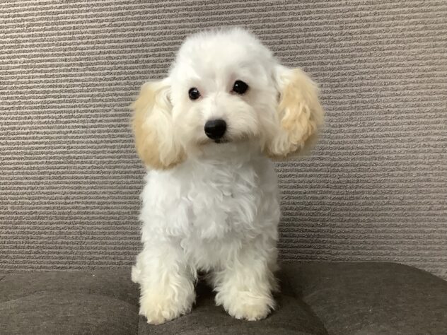 愛媛県のハーフ犬・ミックス犬 (アミーゴ松山久米店/2025年12月7日生まれ/女の子/クリーム)の子犬の4枚目の画像